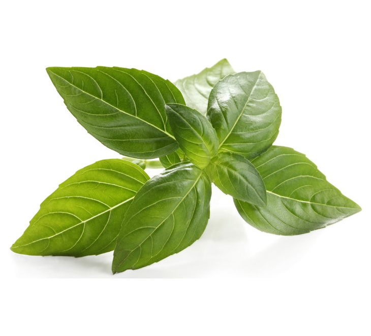 basil